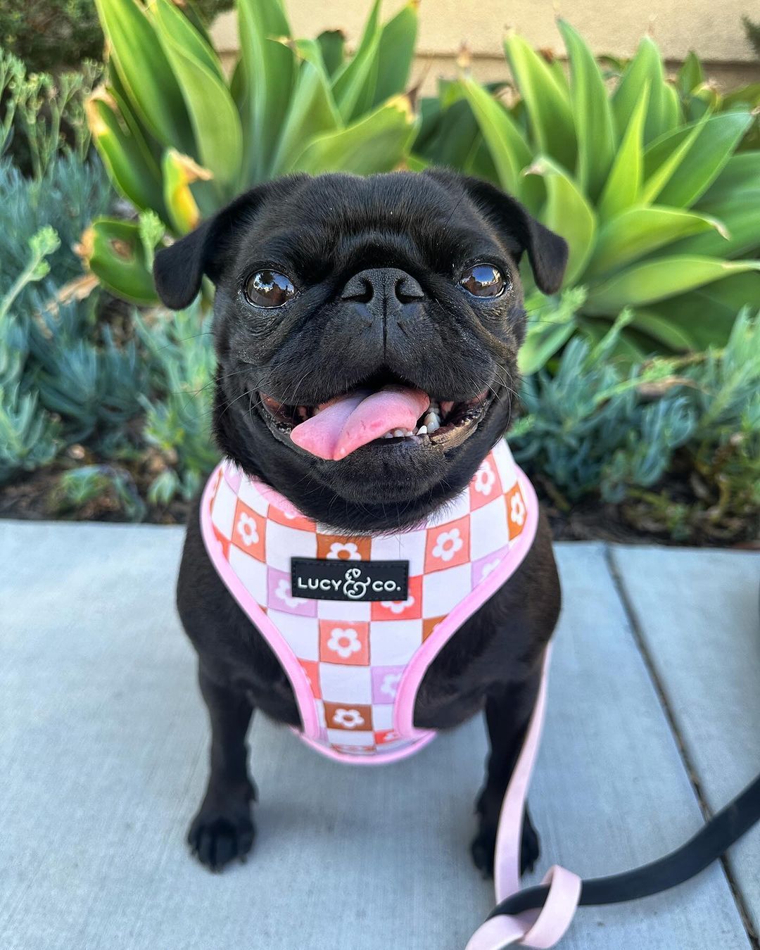 Lucy & co dog harness best sale