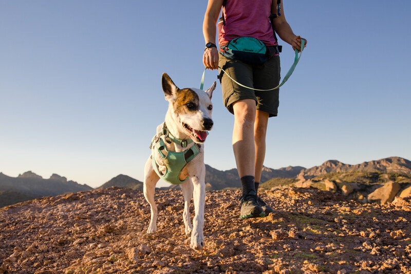 Dog Harnesses, Strong, Secure, Everyday Harnesses for Dogs