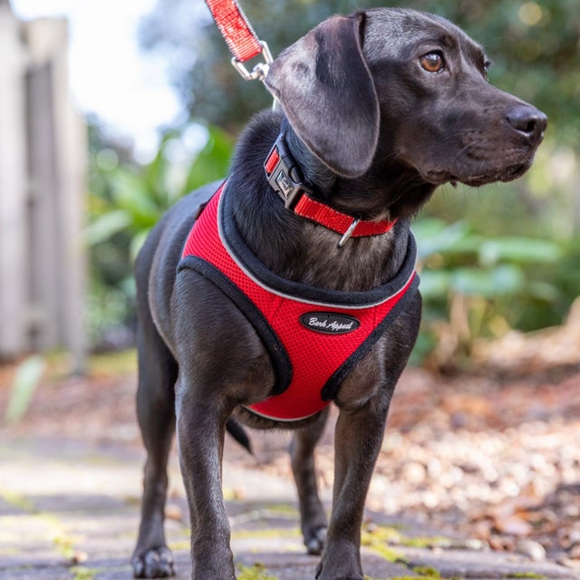 Bark apparel harness best sale